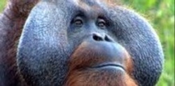 Orangutan Tickets