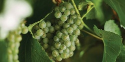 Banner image for Discover Chardonnay [ONLINE]