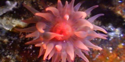 Banner image for Summer Holiday Program                           Anemones and Friends