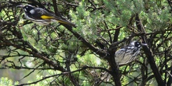 Banner image for Native Garden Expo at Newport Lakes Reserve