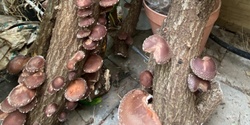 Banner image for Shiitake mushroom workshop at Mirboo