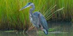 Banner image for Nature Walk & Birding Along the Blue River