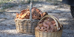 Banner image for Easter Saturday Wild Mushroom Hunt March 30th 