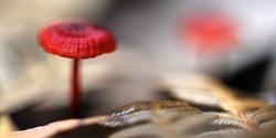 Banner image for Book launch "Underground Lovers" - Alison Pouliot's latest fungi book