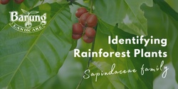 Banner image for Identifying Rainforest Plants of the Blackall Range: the family Sapindaceae (repeat due to popular demand!)