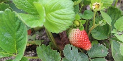 Banner image for Berries and Bulbs - edible street planting