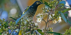 Banner image for Birds of Wonga Wetlands Tour with CSU Associate Professor Dr Melanie Massaro 