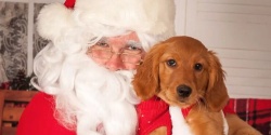 Banner image for Santa Pet Photos 2023