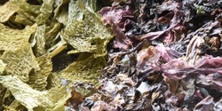 Banner image for Incredible, Edible Seaweed