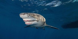 Banner image for Shark Biology for Kids