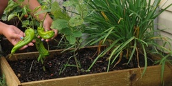 Banner image for Growing Seasonal Vegetables