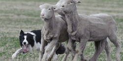 Banner image for Sheep Dog Trials