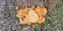 Banner image for Fabulous Fungi