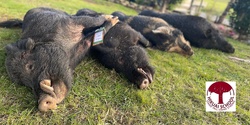 Banner image for Hikuai School Pig Hunting Comp 2023