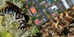 Banner image for Powerful Pollinators - Melbourne Eastern Suburbs