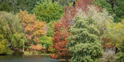 Banner image for Mount Lofty Botanic Garden Guided Walk