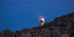 Banner image for Desert Ecology: Moonlight Hike