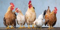 Banner image for Keeping Chickens for beginners Workshop