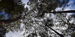 Banner image for Tree Treats of the Forest - Guided Tree Walk