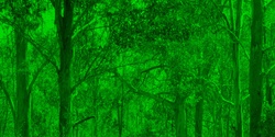 Banner image for SSF22 - THE EUCALYPT: SENTINELS OF A CHANGING CLIMATE