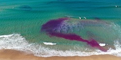 Banner image for Dr Rip's Science of the Surf (& dye release rip identification demo) at Maroubra SLSC
