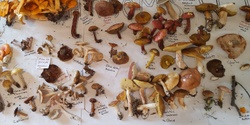 Banner image for Mycology Outside