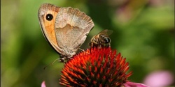 Banner image for Pop-Up Cafe - Pollinators - why we need them and what you can do to help.