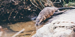 Banner image for Family Nature Walk:  Rakali in the reeds, Felixstow Reserve