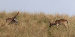 Banner image for Deer Management Information Day