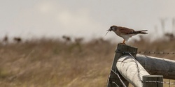 Banner image for Online Forum 3: Monitoring, and Future Actions for the Western Grassland Reserve