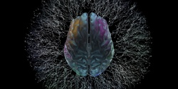 Banner image for Neuroscience, Responsibility, and the Law