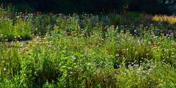 Banner image for Work Tended. Super Bloom at McClelland Gallery