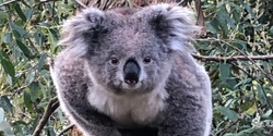 Banner image for Strzelecki Koala SKAT update - DNA Program and Westernport Woodlands Assessment