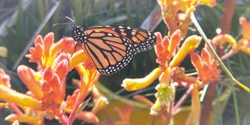 Banner image for Attracting pollinators with flowering plants