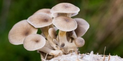 Banner image for Summer Mushroom Growing Workshop (10 January)
