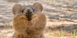 Quokka Tickets