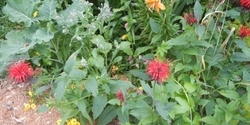 Banner image for  Warm Season Crops, Edible Flowers, & Attracting Pollinators