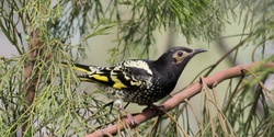 Banner image for 'Mulgoa Valley: A Treasure Trove of Bush, Birds and Biodiversity'