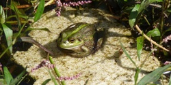 Banner image for Frog ID - learn how to identify and record local frog species 