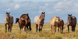 Banner image for Land Management for Horse Owners - Stuart Myers