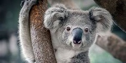 Banner image for What Koalas Want