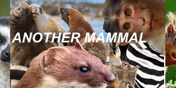 Banner image for Another Mammal