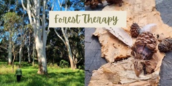 Banner image for Rose Gum Forest Therapy Walk, Centennial Park