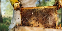 Banner image for Backyard Beekeeping Basics