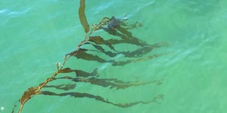 Banner image for Seaweed Workshop