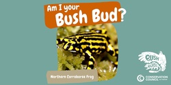 Banner image for Bush Buds: Northern Corroboree Frog