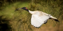 Banner image for Indigenous Bird Investigation Squad at the Australian Botanic Garden