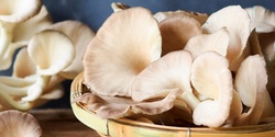 Banner image for DIY Mushrooms