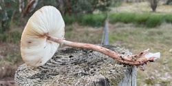 Banner image for Slow Mushrooming - identifying edible fungi 2024 (Sunday)