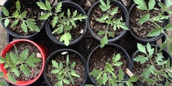 Banner image for Organic Gardening Basics - Session 2: Propagation & Planting